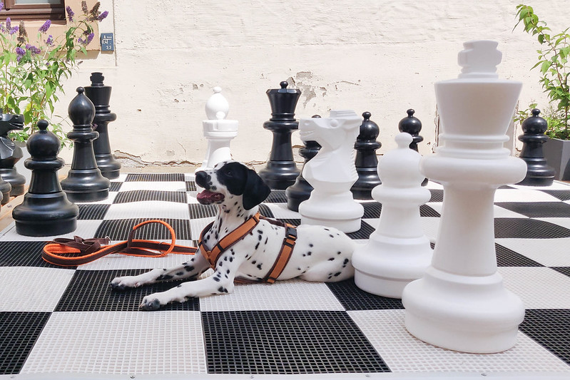 Dalmatian dog, white with black spots, lies down on a large chessboard among oversized chess pieces.