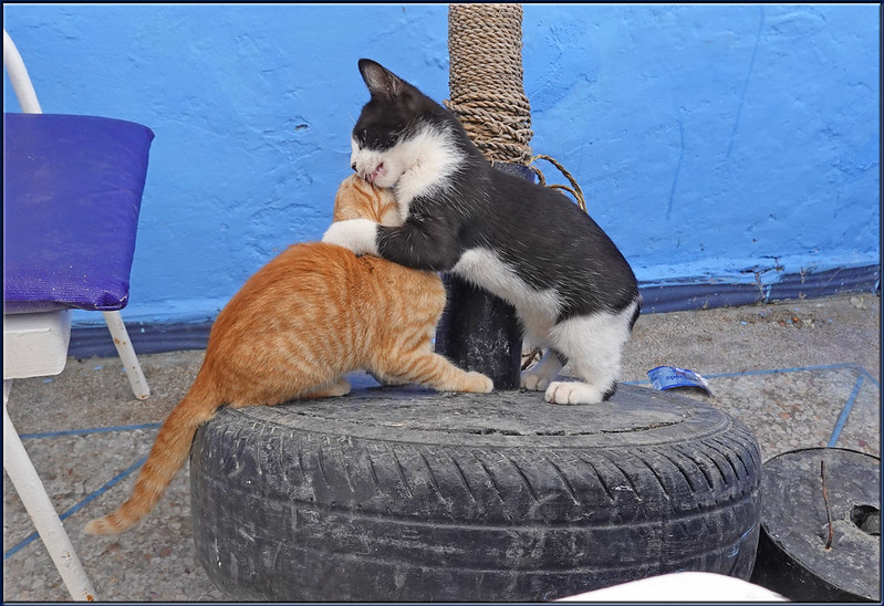 Bah gawd, is that Slammin' Sphinx' music? An orange cat play fights with a black and white cat on top of a spare tire