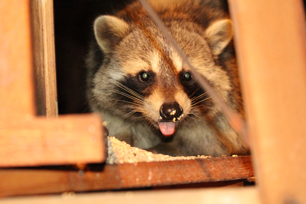 raccoon pauses from eating bird seed from a feeder to poke out its tongue.