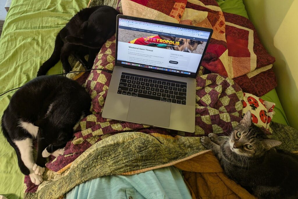 Overhead shot of three cats sitting on a bed around the legs of a woman. On top of the woman's legs is a laptop computer opened to cutetropolis.com