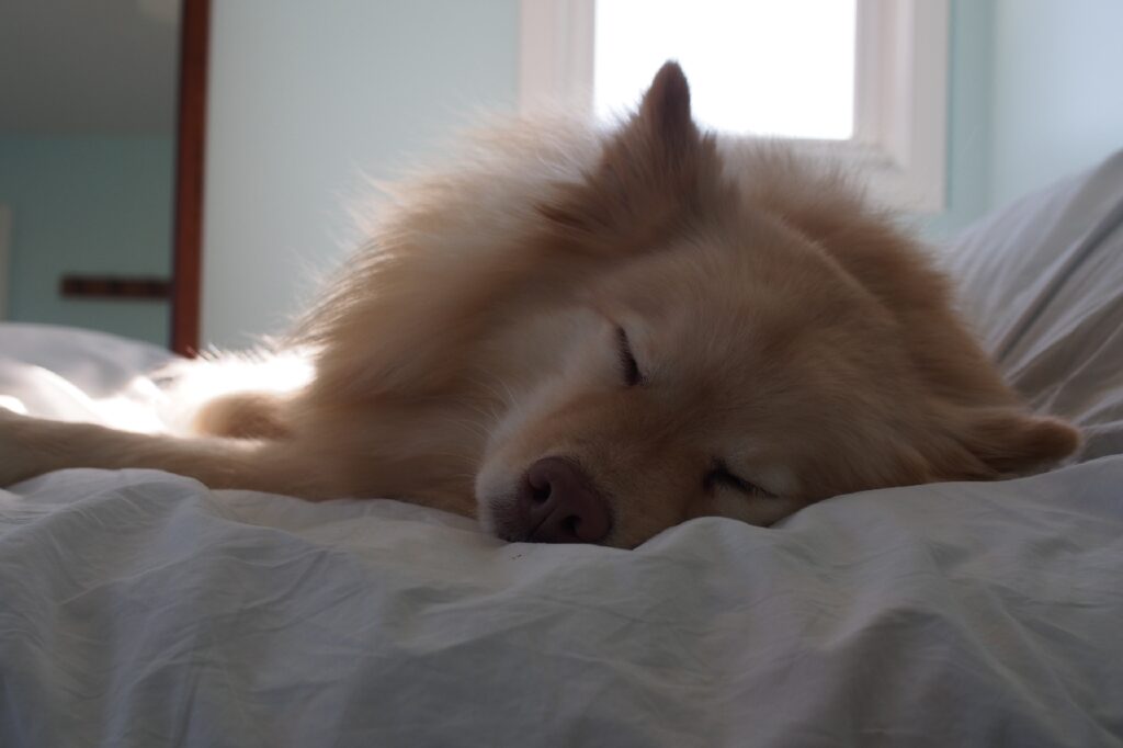 dog with light tan fur sleeps on bed
