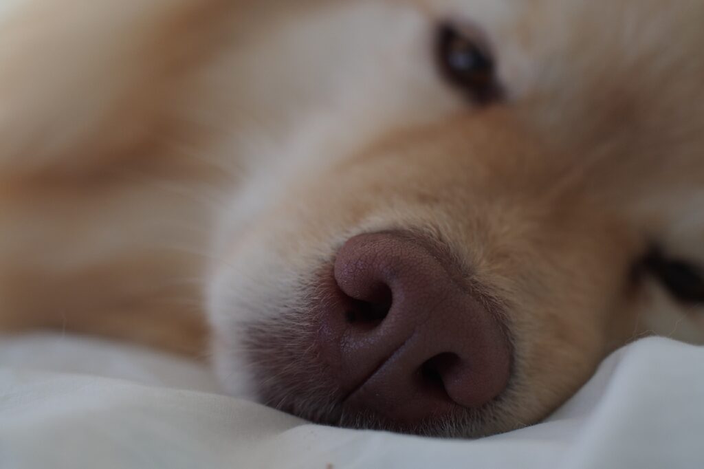 Same dog, close-up of nose
