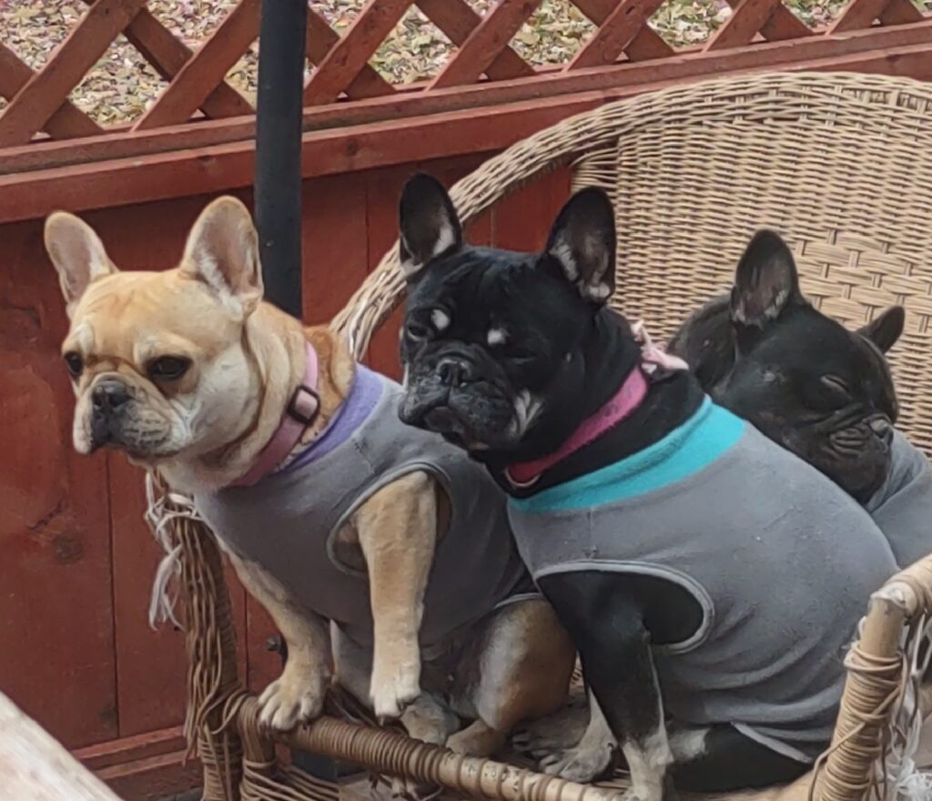 Three French bulldogs sit together in a wicker chair. One bulldog in the back is trying to take a nap.