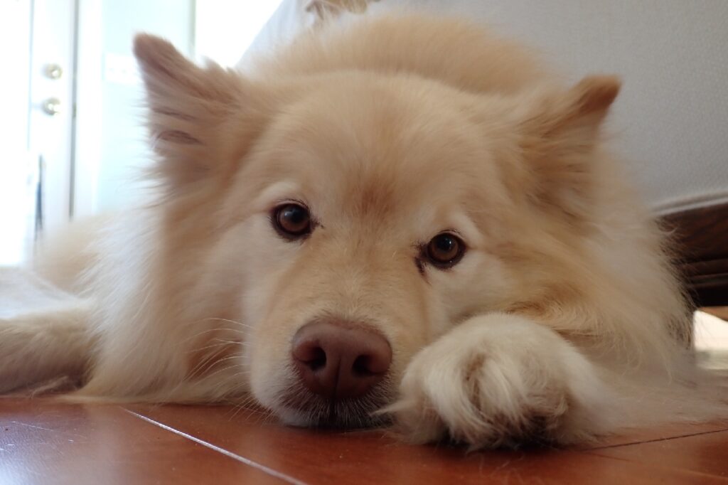 same dog, resting head on wood floor with eyes open, looking at you.