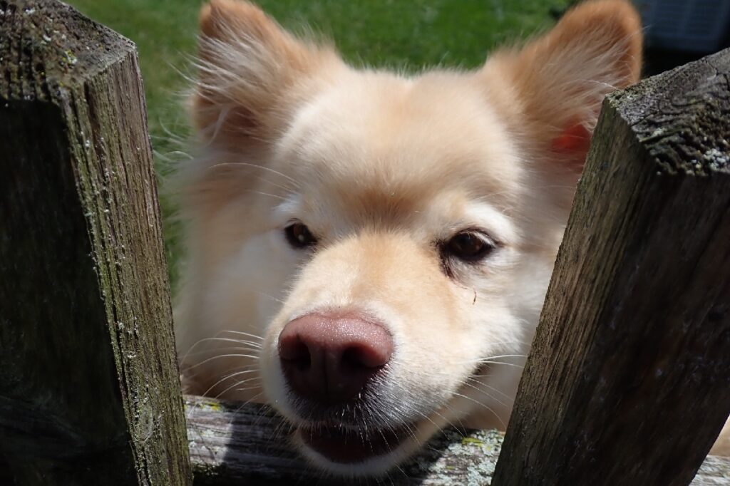 same dog, outdoors peering over fence, with an eager expression
