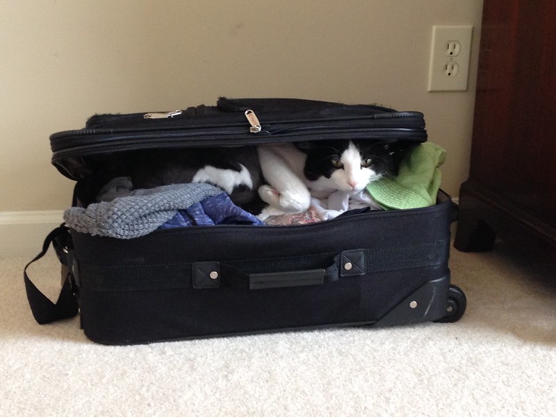 black and white cat peeks out from inside packed suitcase