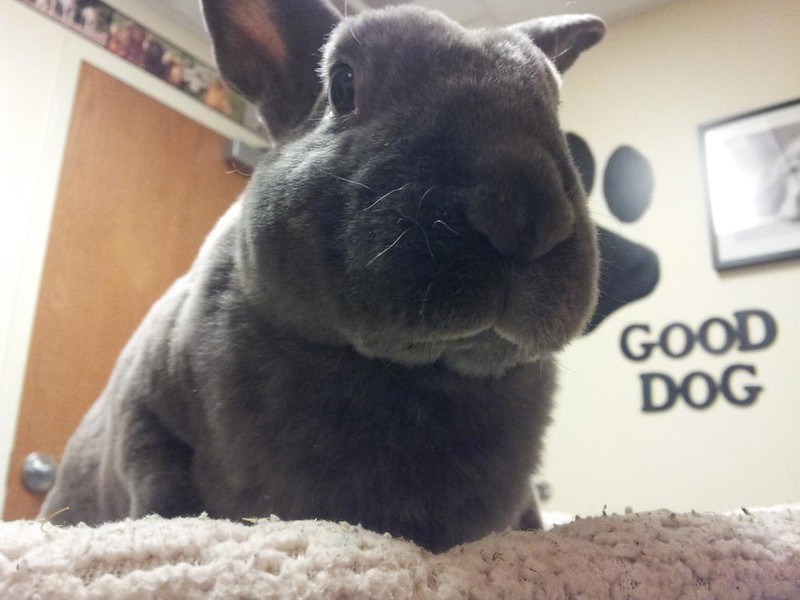 Grumpy looking bunny with dark gray fur looks down at you. The bunny is in a room with the words "good dog" in big letters on the wall.