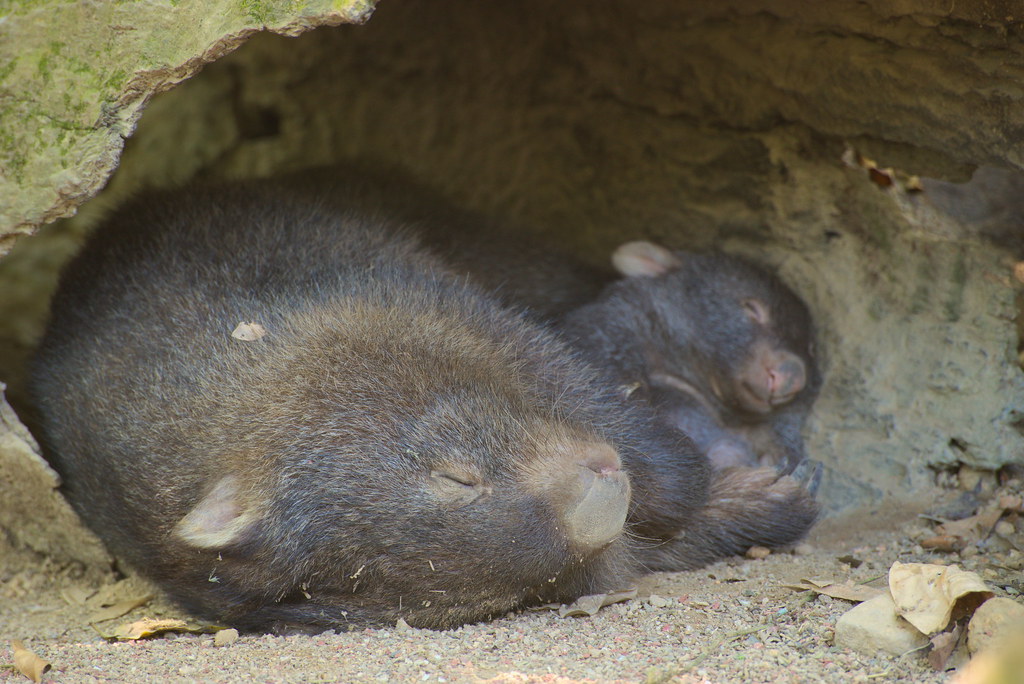 A wombat and her joey sleep cuddled together.