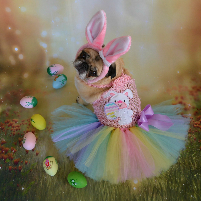 Hug dog wears elaborate Easter bunny costume with a rainbow skirt and bunny ears