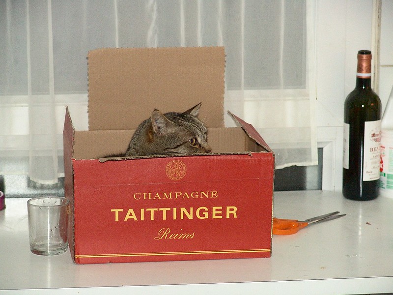 cat peeks out of red box labeled "Champagne Tattinger Reins"
