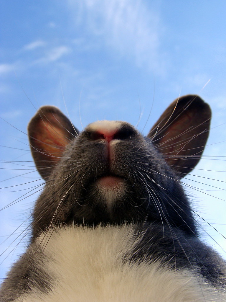 Close up of rabbit face, photographed from below