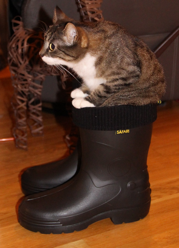 Cat sits in one of a pair of boots