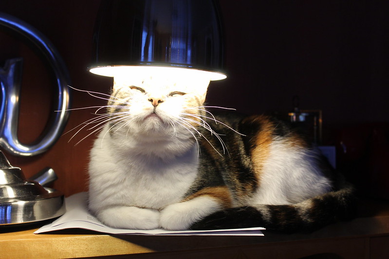 cat sits with head directly under desk lamp, which lights up the top of its head