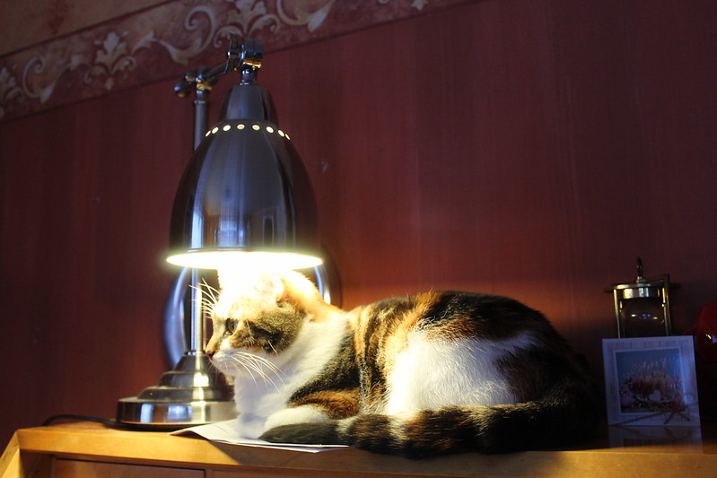 same cat under lamp, but from a different angle.