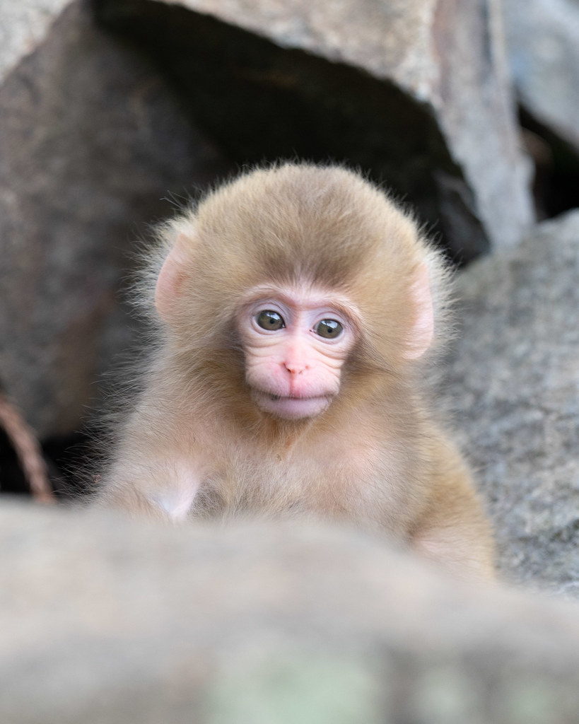 A baby Japanese snow monkey looks pensive and thoughtful