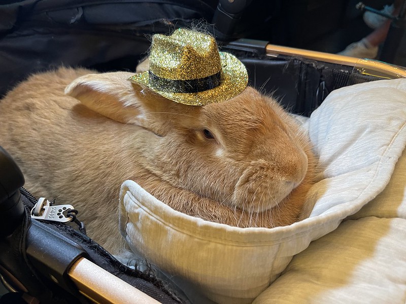 Rabbit with a spangly gold cowboy hat on its head