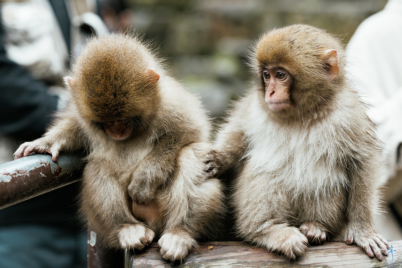 Two baby snow monkeys sit together in front of the hot spring. One of the two monkeys is looking down as if ashamed.
