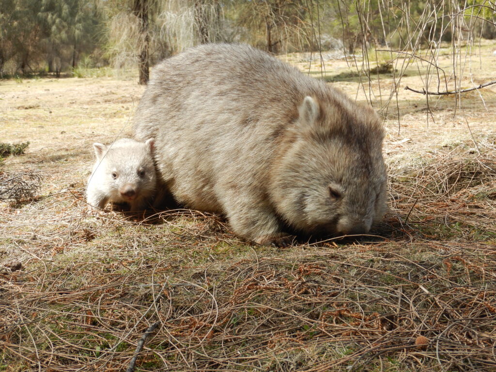 wombat and her joey graze in an open field