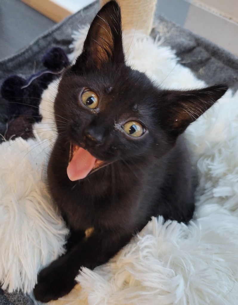 Black kitten looks at you with its mouth open in a friendly smile.