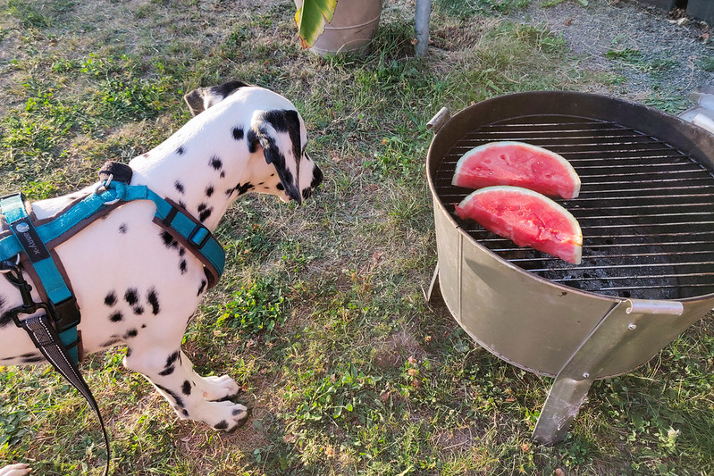 dalmatian dog looks a outdoor barbecue grill on which sit two slices of watermelon.