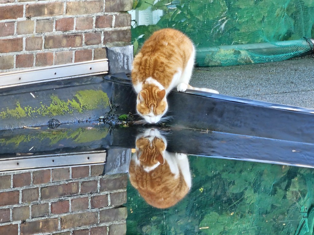 Cat with orange and white fur leans down and looks at its reflection in a pool of water.