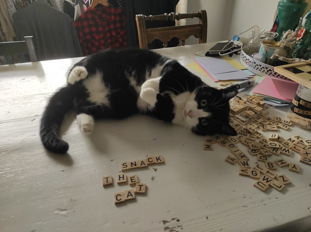 Cat sits on a table top near a set of Scrabble tiles. Some of the tiles have been arranged to spell "snack the cat"