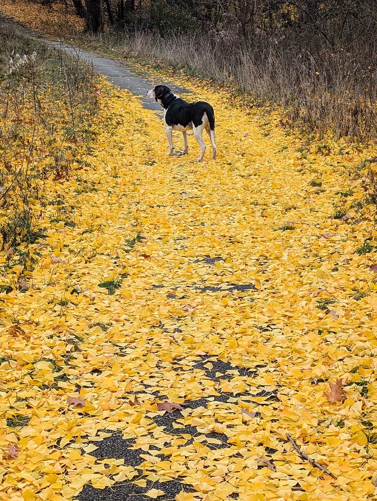 dog on walkway that is covered with yellow leaves, but the sidewalk ahead is free of leaves