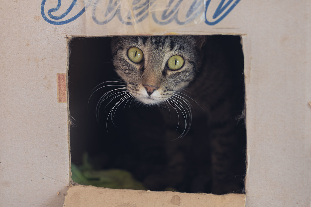 tabby cat with yellow eyes looks out from inside a box with a hole cut in the front.
