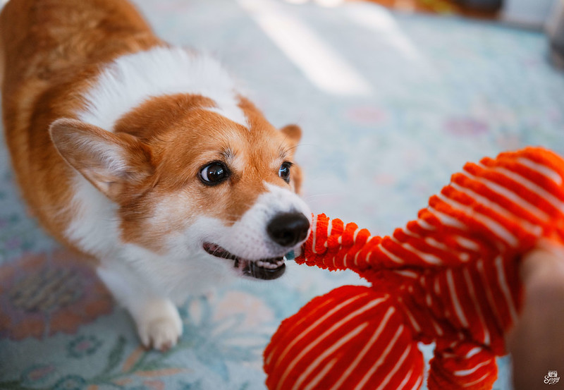 corgi dog chews on arm of doll with red and white striped costume