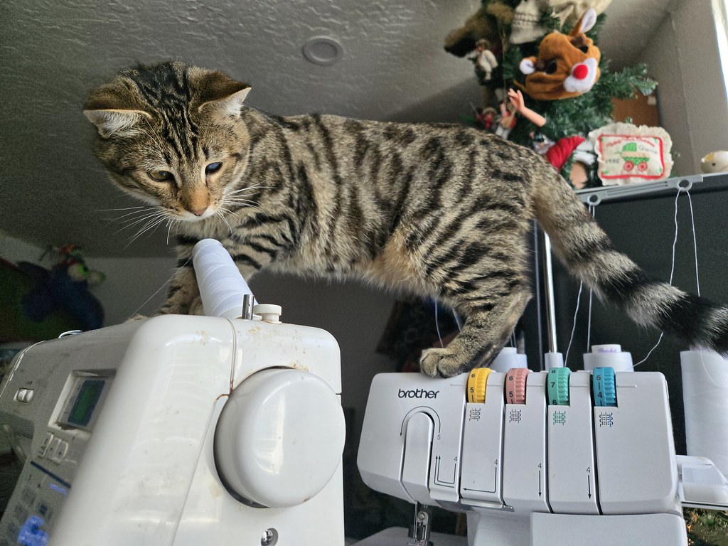 striped cat stands on top of two sewing machines