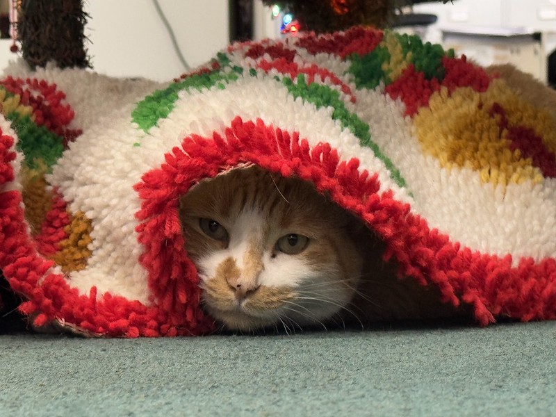 face of white and orange cat hiding under a multicolored Christmas tree skirt.