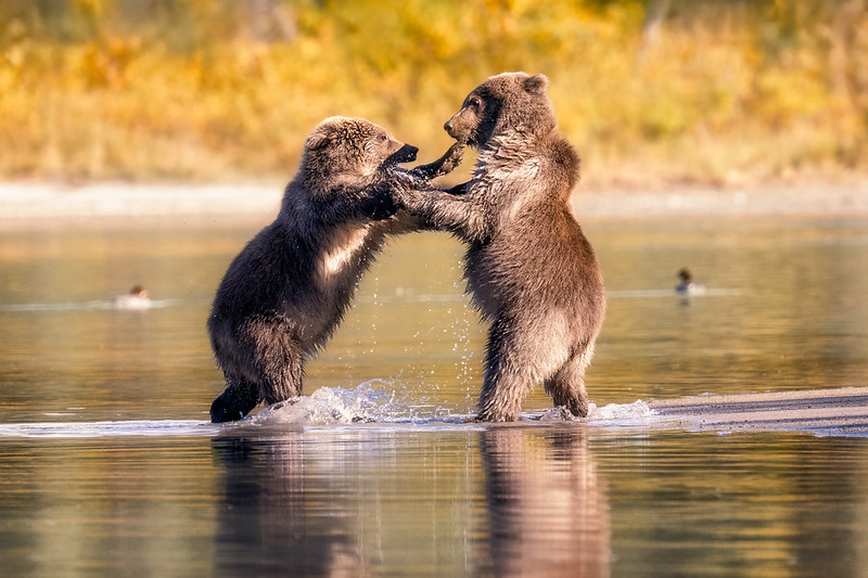 two bear cubs play in a stream, standing up with their paws on one another.