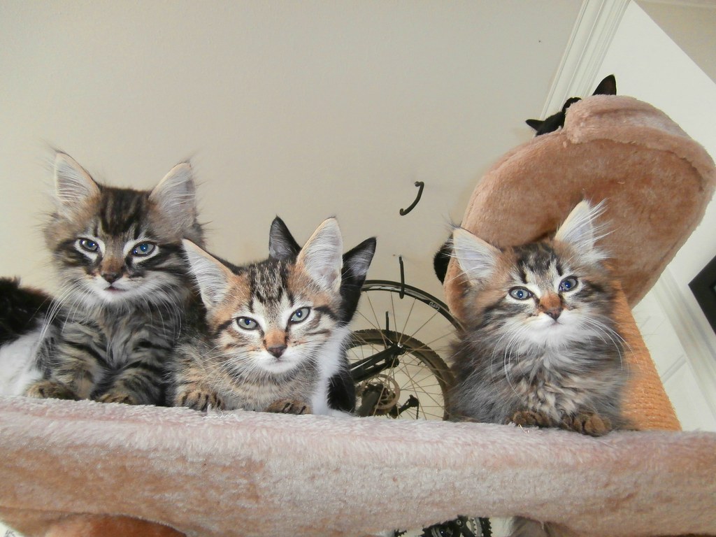 four kittens look down at you from their perch. In a cat tower above them, another cat can be partially seen.