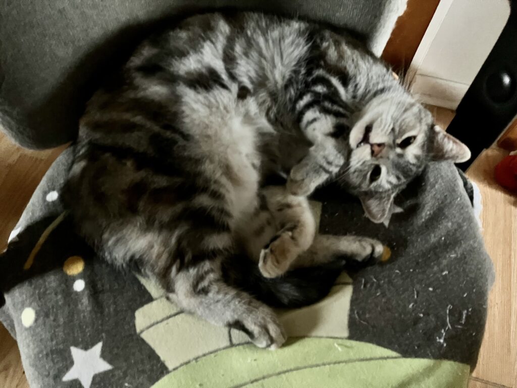 cat with black and grey stripes lies curled up on its side.