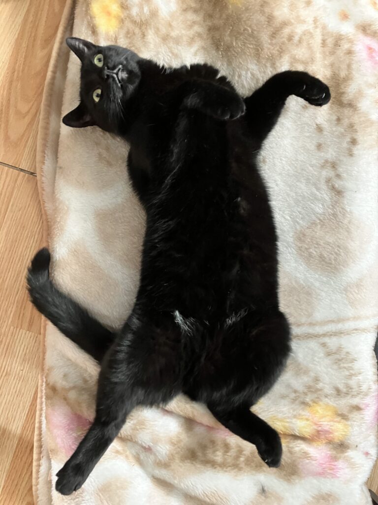 black cat lies on its back