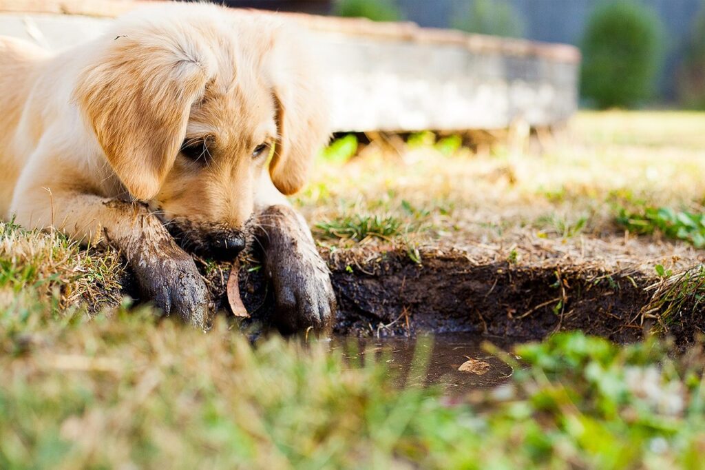golden retriever puppy stares down into a mud puddle. the puppy's front paws and nose are already stained with mud.