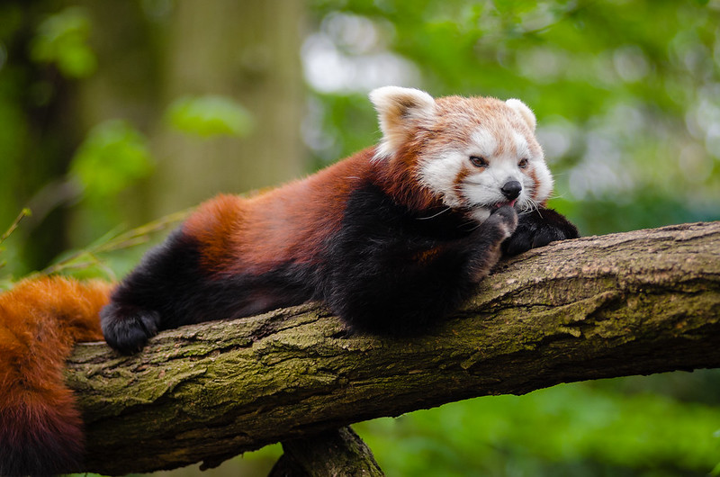 red panda lies prone on a tree branch
