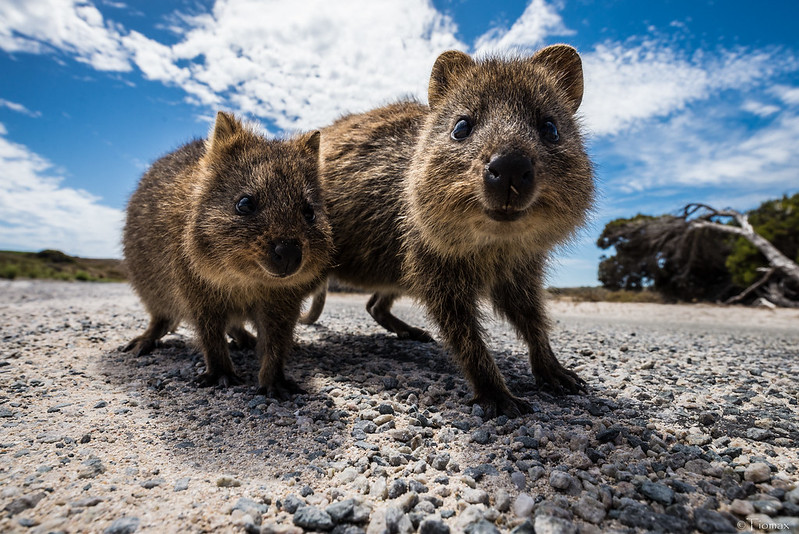 Two quokka photographed at ground level