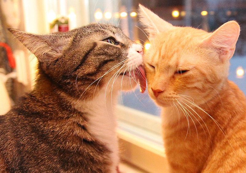 gray striped cat licks the face of an orange cat