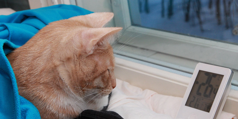 cat sits under blanket looking at digital thermometer