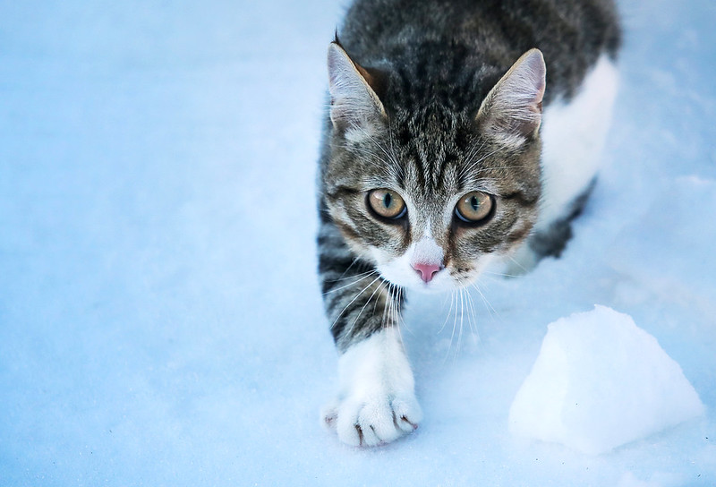 Against a background of snow, a grey striped cat with white paws creeps up. A snowball is nearby.