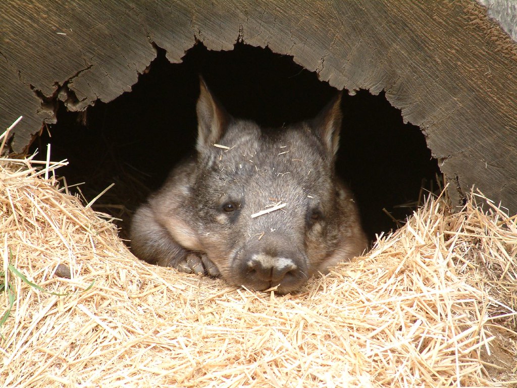 a wombat rests inside of a hollow log, which looks a lot like a cavern entrance