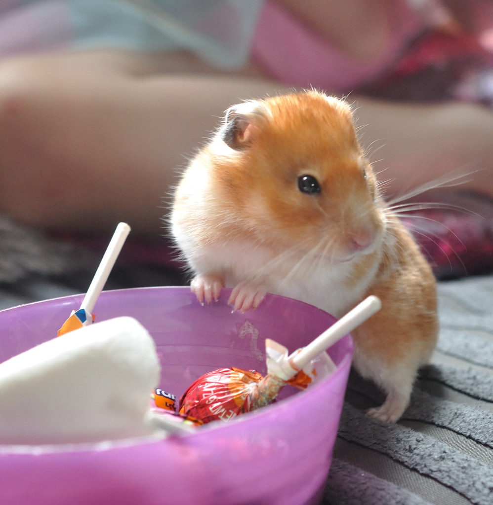 hamster stands with its dainty little paws on a pink dish with lollipops in it 