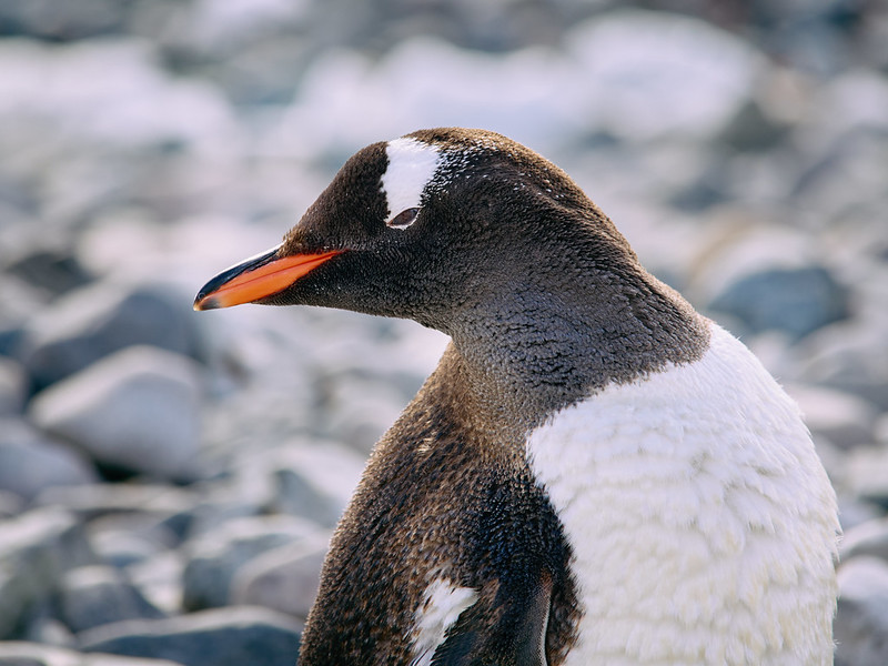 penguin looks at you