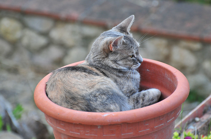 Cat sits in a flower pot on top of the dirt