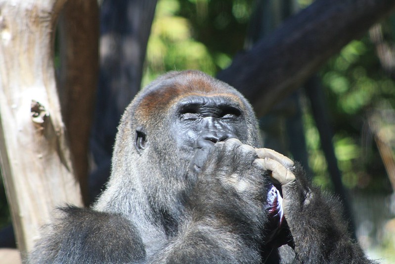 close up of a gorilla with his eyes closed and hands cupped at his mouth