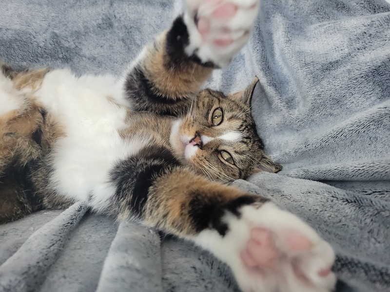 cat lies on its back and raises its front legs towards you.