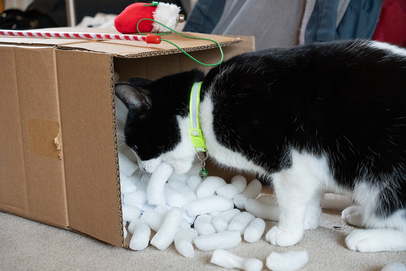 black and white cat eats a packing peanut from a box that has fallen on its side