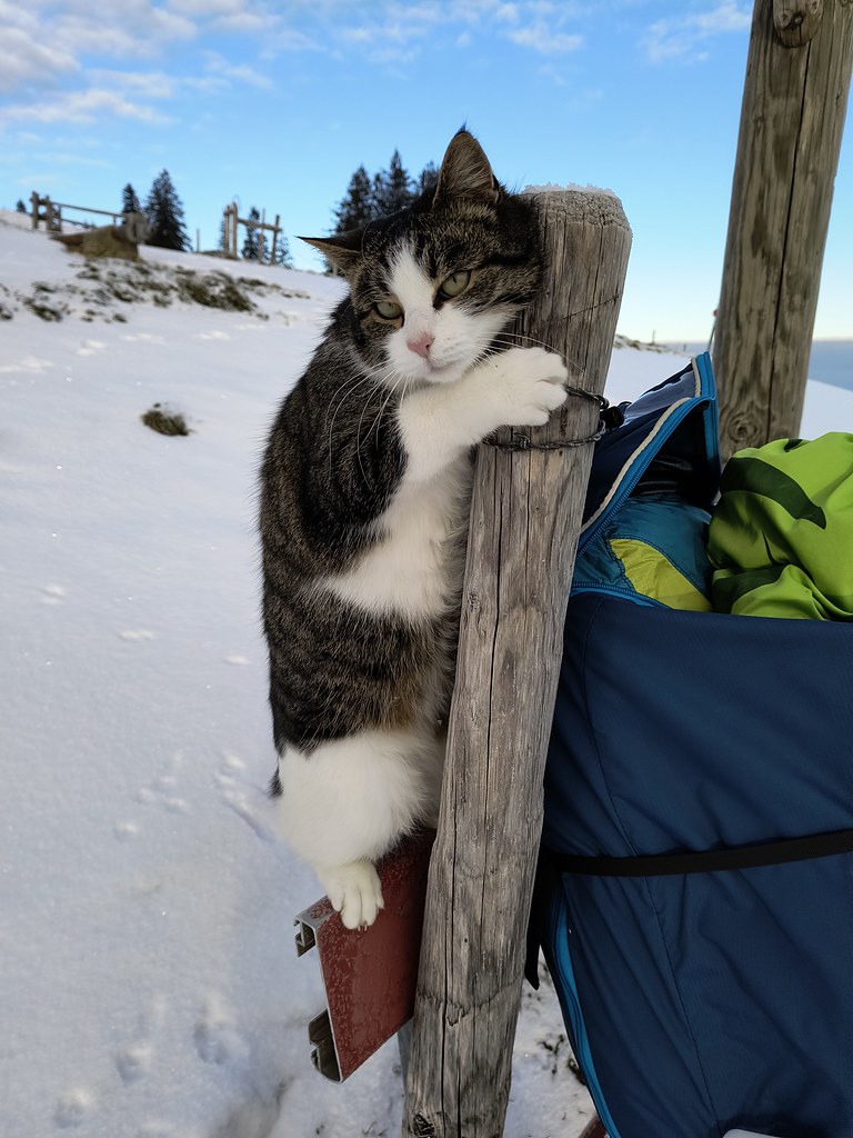 a cat with grey striped fur and white paws clings to a wooden post against a snowy background