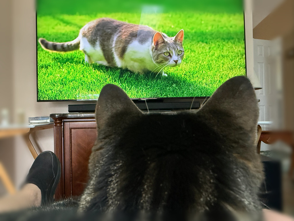 Cat viewed from behind, watching another cat on television